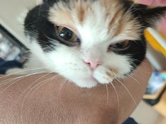 -瑞派宠物医院·犬猫全科·猫友好(宾水西道店)