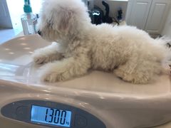 -momokira米努特·德文卷毛猫·棉花面纱犬