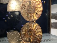 -青岛贝壳博物馆