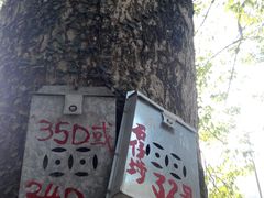 -大澳