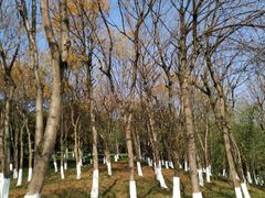 -重庆中央公园(渝北区)