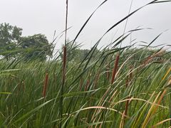 -尚贤河湿地