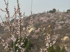 -白水寺森林公园