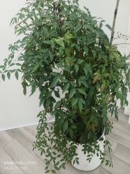 -HEYAN荷妍专业脱毛连锁机构