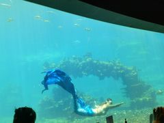 -海棠湾洲际-涛·海底餐厅·美人鱼·自助餐·海底隧道