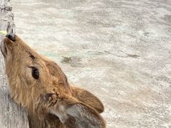 -前小桔亲子创意农场·草莓采摘·露营烧烤