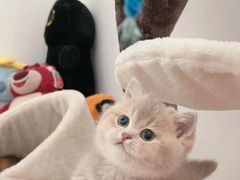 -猫十亿·布偶金渐层·曼基康矮脚猫舍(青年路店)