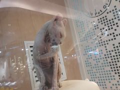 -BABIT巴比特宠物(MOMOPARK店)