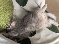 -福懋动物医院·犬猫全科·外科·重症科(杏林分院)
