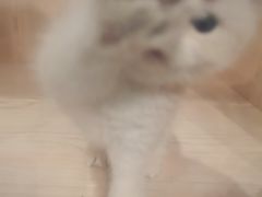 -爪爪喵星球·猫舍(卓悦中心店)