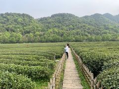 -中国茶叶博物馆(双峰馆区)