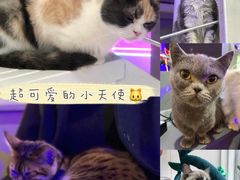 -极木²邸 人与宠物·互动社区