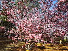 -北京鹫峰国家森林公园
