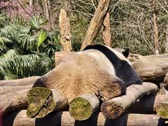 -都江堰中华大熊猫苑