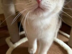 -Bastet sally猫舍购宠(静安店)