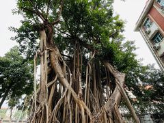 -集美学村