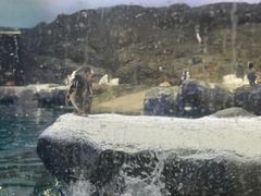 -新加坡飞禽公园