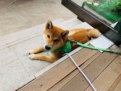 -啡语