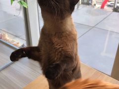 -藏猫猫咖啡主题馆(中央大道店)