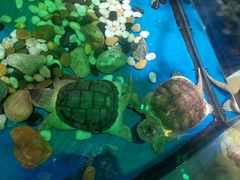 -太奥幻太奇海洋馆