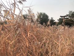 -燕郊植物园