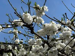 -麦当劳(农光里店)