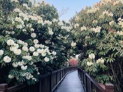 -贵州百里杜鹃风景名胜区