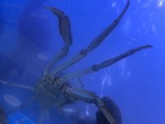 -蟹状元大闸蟹·年货·粽子(成都成华店)