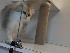 -十月米努特矮脚猫舍