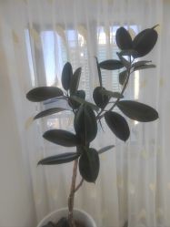 -HEYAN荷妍专业脱毛连锁机构