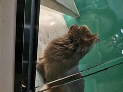 -飞行喵MR PILOT|猫舍·猫咖(静安大融城店)