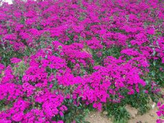 android_upload_pic-松山湖梦幻百花洲