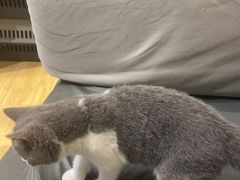 -屋虎猫馆(宝安大仟里店)