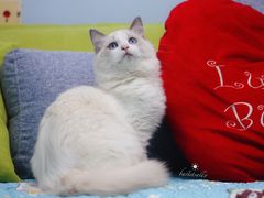 -Bastet sally猫舍购宠(静安店)
