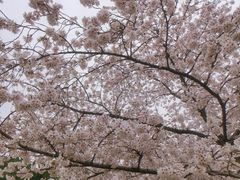 -嘉定紫藤园