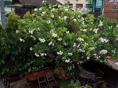 -Dash Teak House