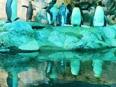 -新加坡飞禽公园