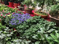 -秦美花卉(天朗·莱茵小城2期店)