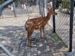 -长白岛森林公园