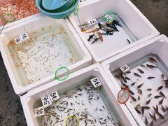 -哈尔滨道外花鸟鱼市场