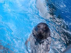 -海合安天津极地海洋公园