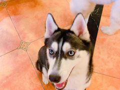 -more than meow吴止猫主题餐厅(承德 中船汇店)