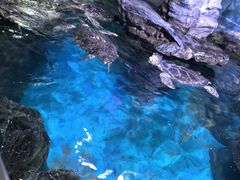-烟台海昌鲸鲨海洋公园