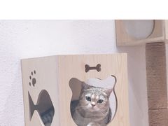 -猫色咖啡·猫咖