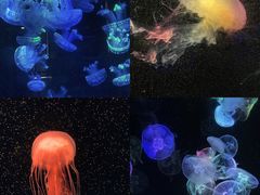 -海合安成都极地海洋公园