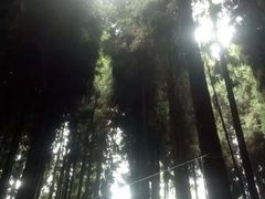 -武陵山森林公园