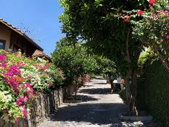 三角梅-美奈海崖度假酒店