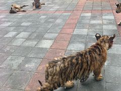 -贵州森林野生动物园