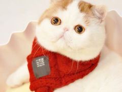 -哥老官重庆美蛙鱼头(西湖银泰十一哥店)