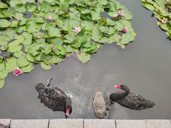 -长兴太湖图影湿地文化园